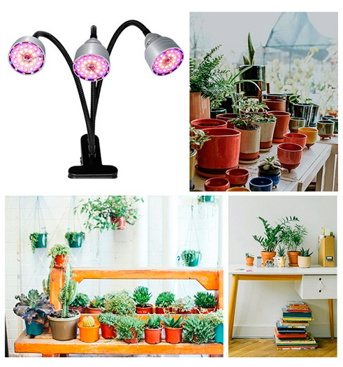 Grow Light Bulb in Regular Lamp