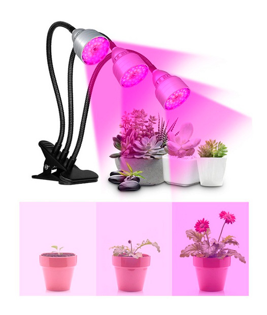 Grow Bulbs for Indoor Plants