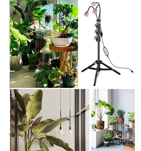 Grow Lights for Tropical Plants